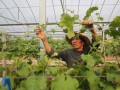 溫室大棚葡萄栽培