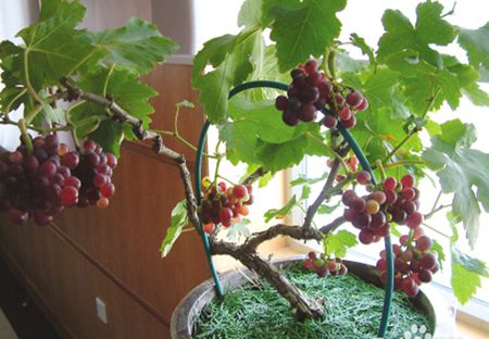 盆栽葡萄種植技術