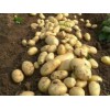 供應土豆批發價格，山東土豆批發基地，山東土豆種植產地