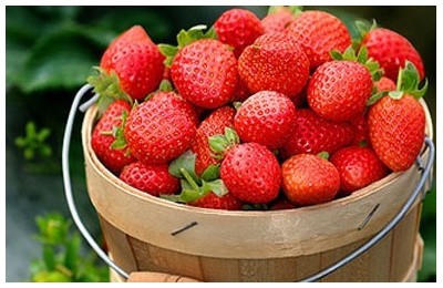 草莓葉枯病如何防治，草莓葉枯病防治方法